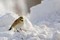 Horned  Lark, Eremophila alpestris, relaxed in the snow Royalty Free Stock Photo