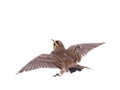 horned lark Eremophila alpestris spread wings isolated on white