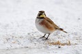 Horned  Lark, Eremophila alpestris, standing in snow Royalty Free Stock Photo