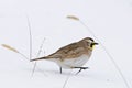 Horned  Lark, Eremophila alpestris, walking in snow Royalty Free Stock Photo