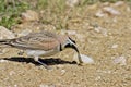 Horned Lark 604512