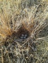 Horned lark nest
