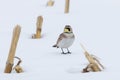 Horned lark in snow covered field