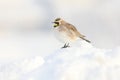 Horned lark in snow Royalty Free Stock Photo