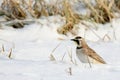 Horned lark standing in snowy field
