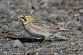 Horned Lark In Winter