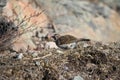 Horned Lark (or shore lark) foraging for food