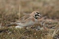 Horned Lark (or shore lark) foraging for food on the arctic tundra