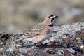 Horned Lark (or shore lark) standing on a rock