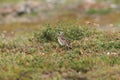 Horned Lark (or shore lark) among willow