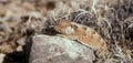 Texas Horned Lizard on a Rock Royalty Free Stock Photo