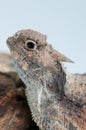 Horned lizard