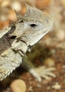 Horned Lizard Royalty Free Stock Photo