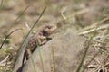 Horned Lizard Royalty Free Stock Photo