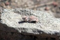 Horned lizard Royalty Free Stock Photo