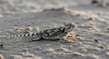 Horned Lizard basking in warm light of golden hour on a sandy terrain Royalty Free Stock Photo