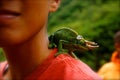 Horned lizard pet on shoulder of boy