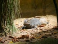 Horned Lizard Rhinoceros iguana : The rhinoceros iguana Royalty Free Stock Photo