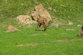 Horned maral tweaks the herb Royalty Free Stock Photo