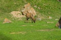 Horned maral tweaks the herb Royalty Free Stock Photo