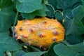 Horned Melon Fruit