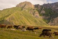 Horned milk cows grazing on a slope covered with wildflowers with the peaks of the lower caucuses behind them