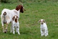 Mother goat with two baby goats in a meadow Royalty Free Stock Photo