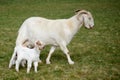 Mother goat with two babies in a meadow in Luxembourg Royalty Free Stock Photo
