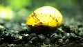 Horned Nerite Snail : Clithon corona