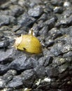 Horned nerite snail crawling on black substrate in aquarium