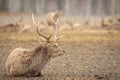 Horned noble deer rests