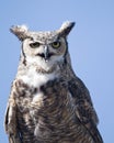 Horned Owl