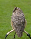The horned owl Royalty Free Stock Photo