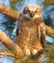 Horned Owl