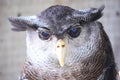 Horned Owl Royalty Free Stock Photo