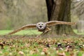 Horned Owl in Flight Royalty Free Stock Photo