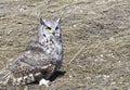 Horned owl on harvested field Royalty Free Stock Photo