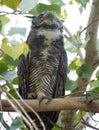 Horned owl hooting out a warning Royalty Free Stock Photo