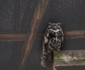 Horned Owl Napping in the Barn