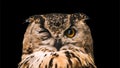 The horned owl with one open eye. Isolated on a black background