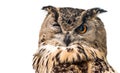 The horned owl with one open eye. Isolated on a white