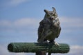 Horned owl with open beak looking at the camera on blue sky background with clouds