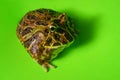 Horned Pacman Frog Royalty Free Stock Photo