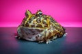 Horned Pacman Frog Royalty Free Stock Photo