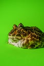 Horned Pacman Frog Royalty Free Stock Photo