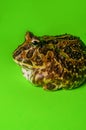 Horned Pacman Frog Royalty Free Stock Photo