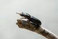 Horned passalus beetle climbing on the edge of a stick Royalty Free Stock Photo