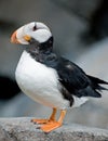 Horned Puffin Royalty Free Stock Photo