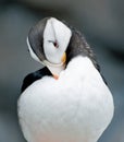 Horned Puffin