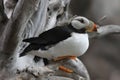 Horned Puffin in the Alaska Sealife Center Royalty Free Stock Photo